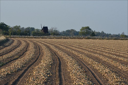 Smedby Öland
Long rows of harvested onions.
Culinary Heritage, Handcrafts
Barbro Julstad